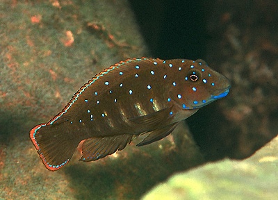 Eretmodus cyanostictus 'Kasanga'